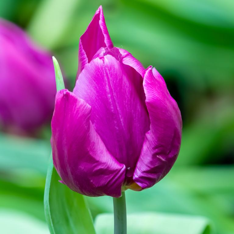 Tulipa Purple Prince