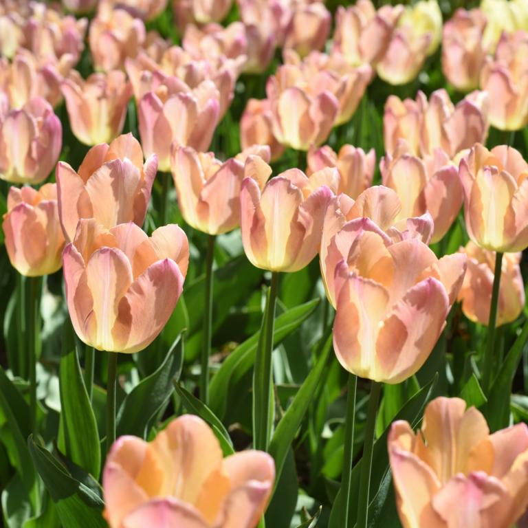 Tulipa Salmon Prince