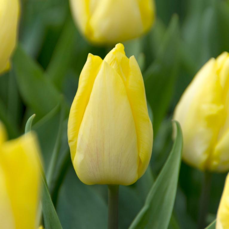 Tulipa Sunny Prince