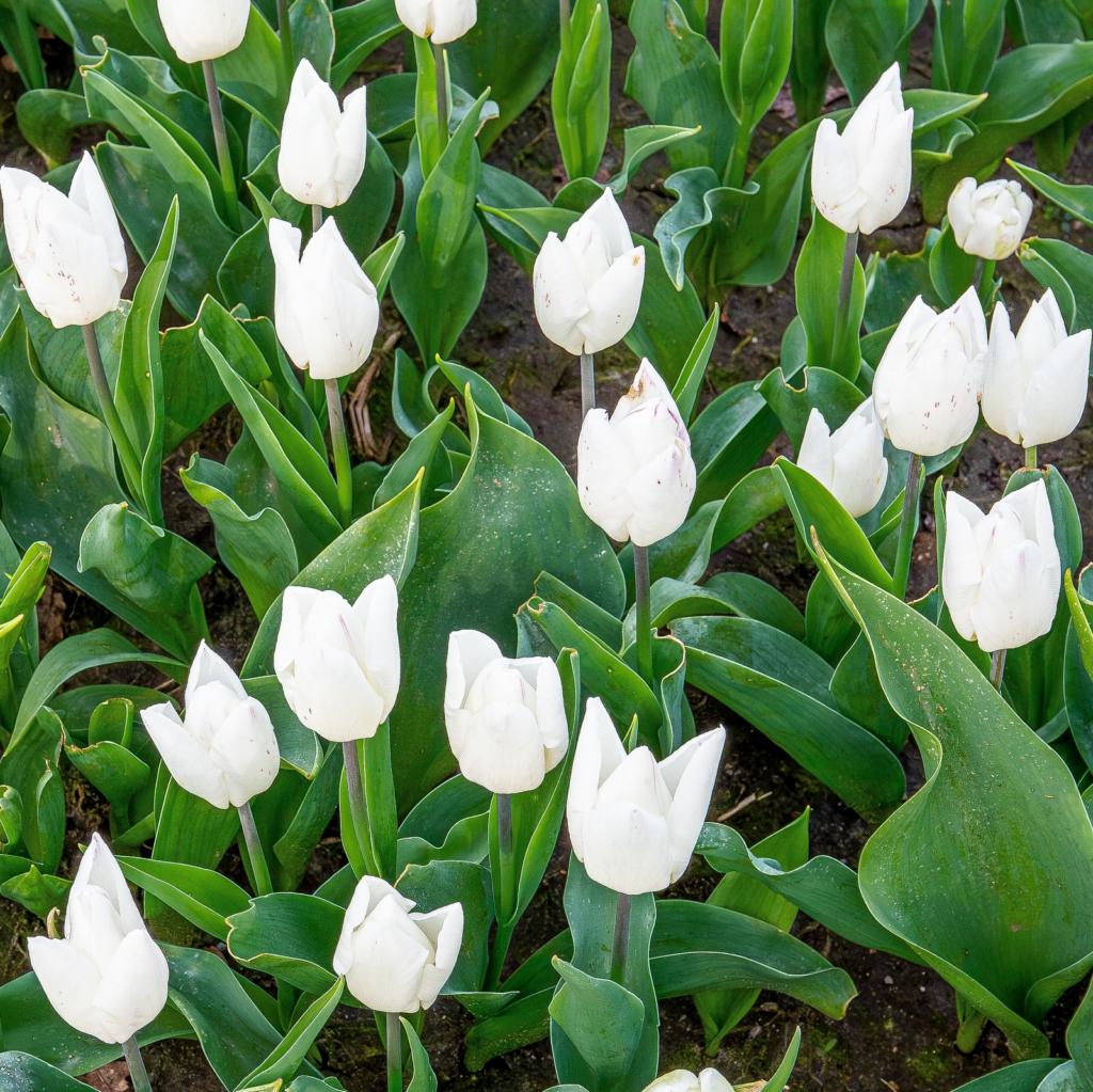 Tulipa White Prince