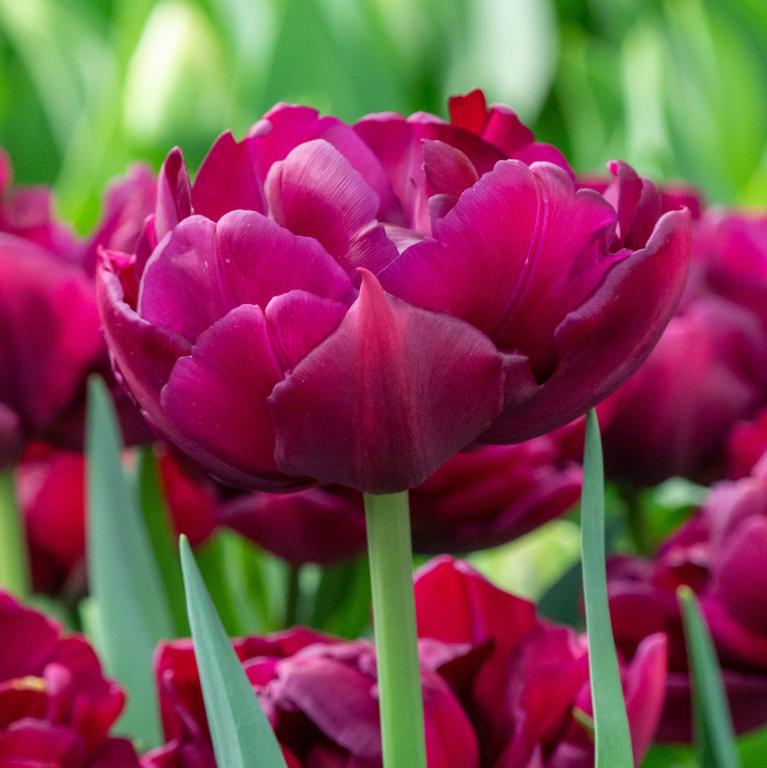 Tulipa Alison Bradley