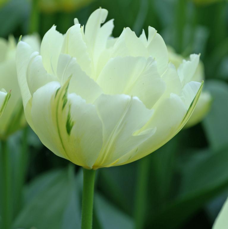 Tulipa Exotic Emperor