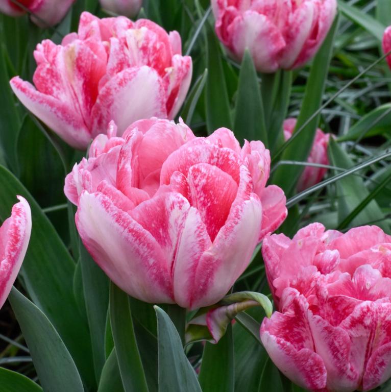 Tulipa Foxtrot
