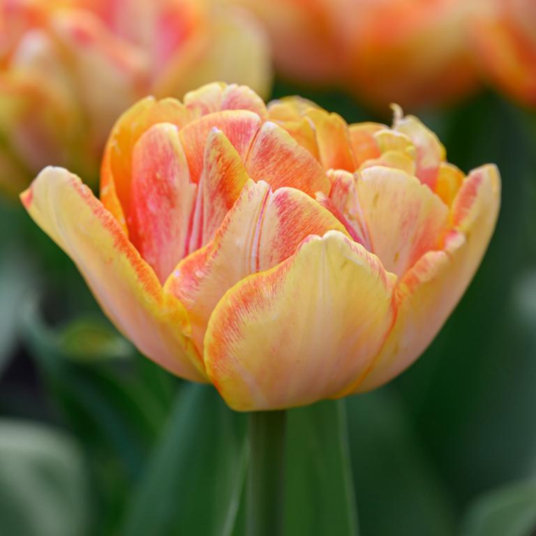 Tulipa Foxy Foxtrot