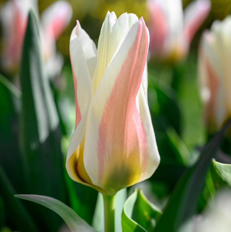 Tulipa Serano