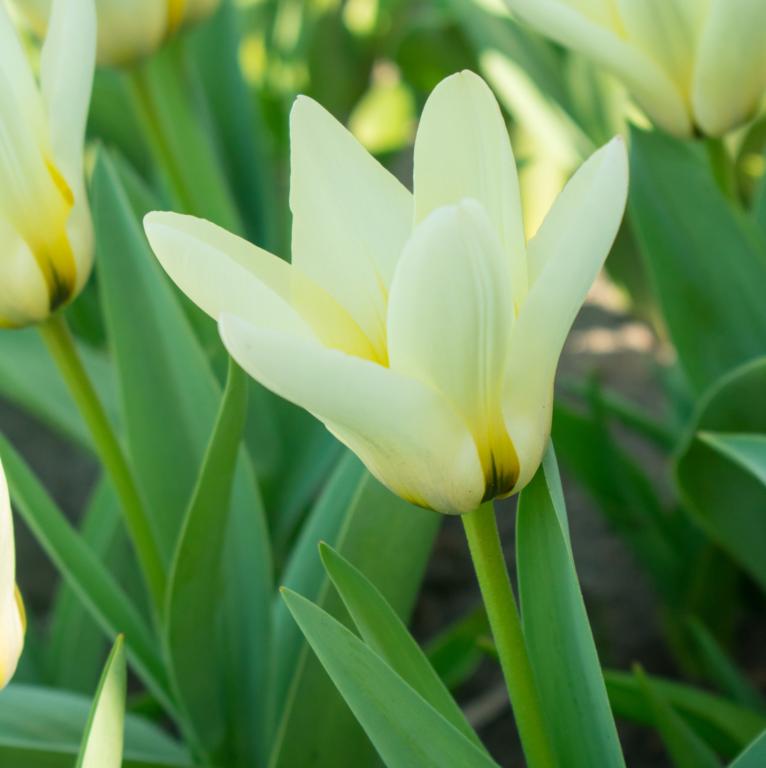 Tulipa Concerto