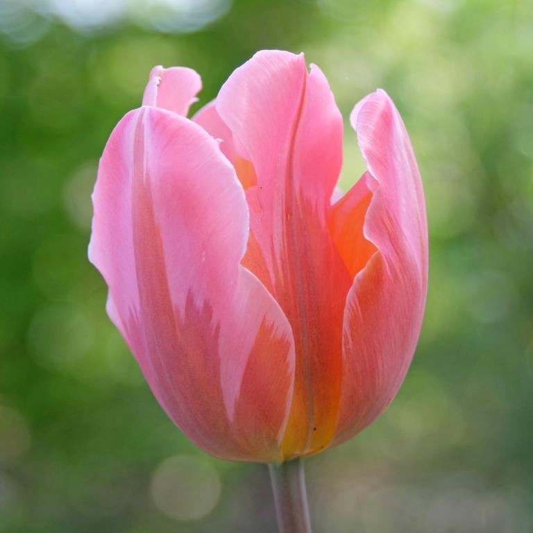 Tulipa Pretty Princess