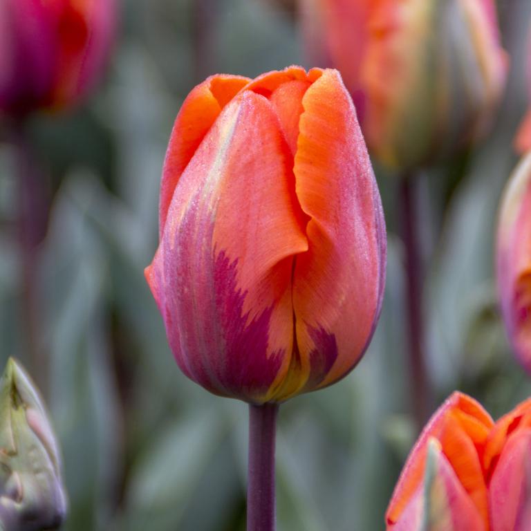 Tulipa Princes Irene