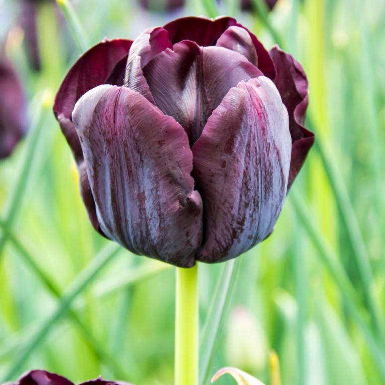 Tulipa Paul Scherer