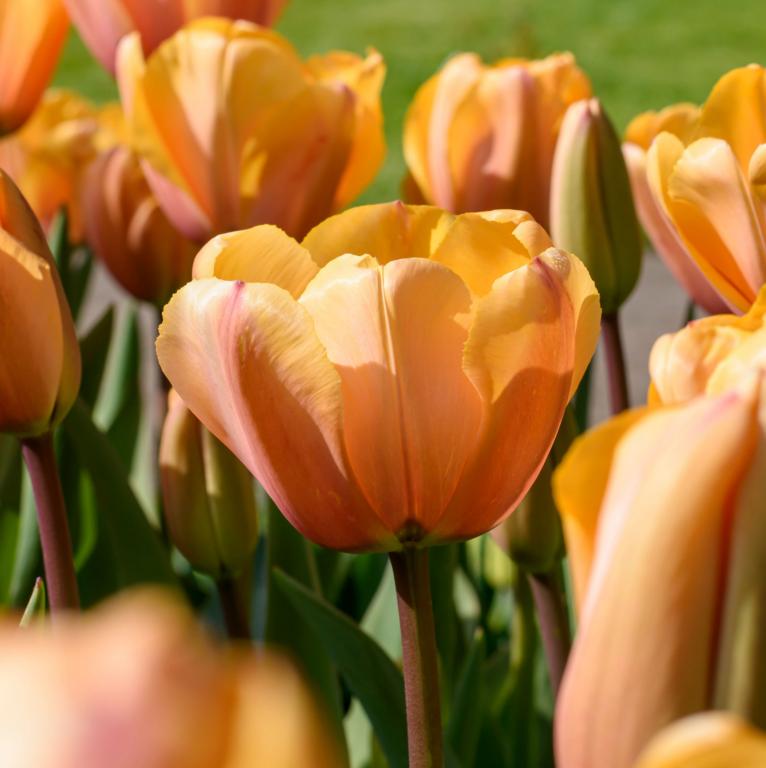 Tulipa Apricot Foxx