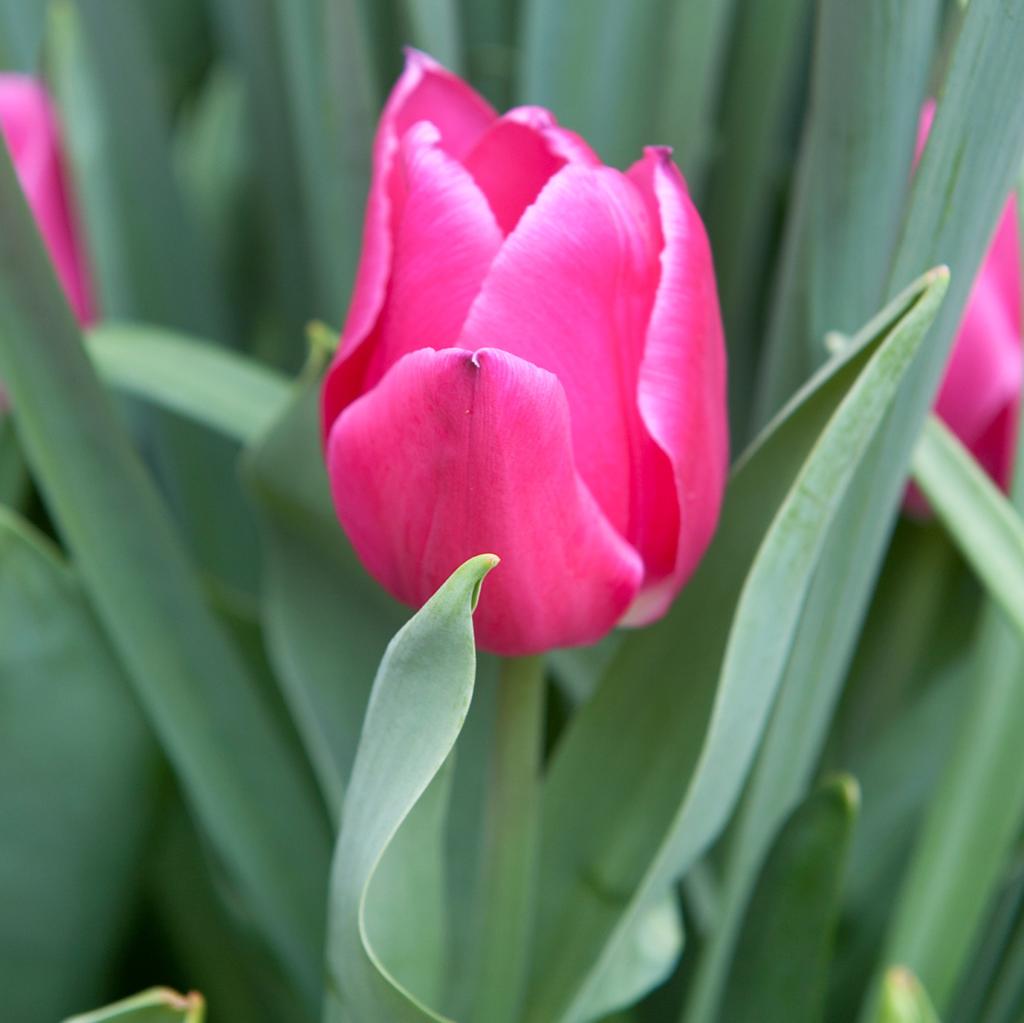 Tulipa Don Quichotte