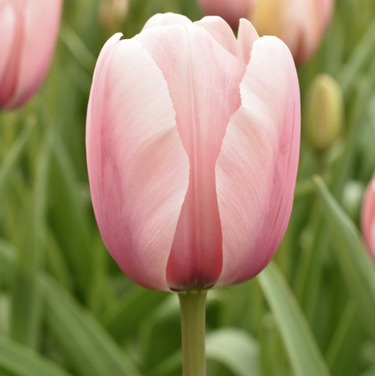 Tulipa Salmon Impression