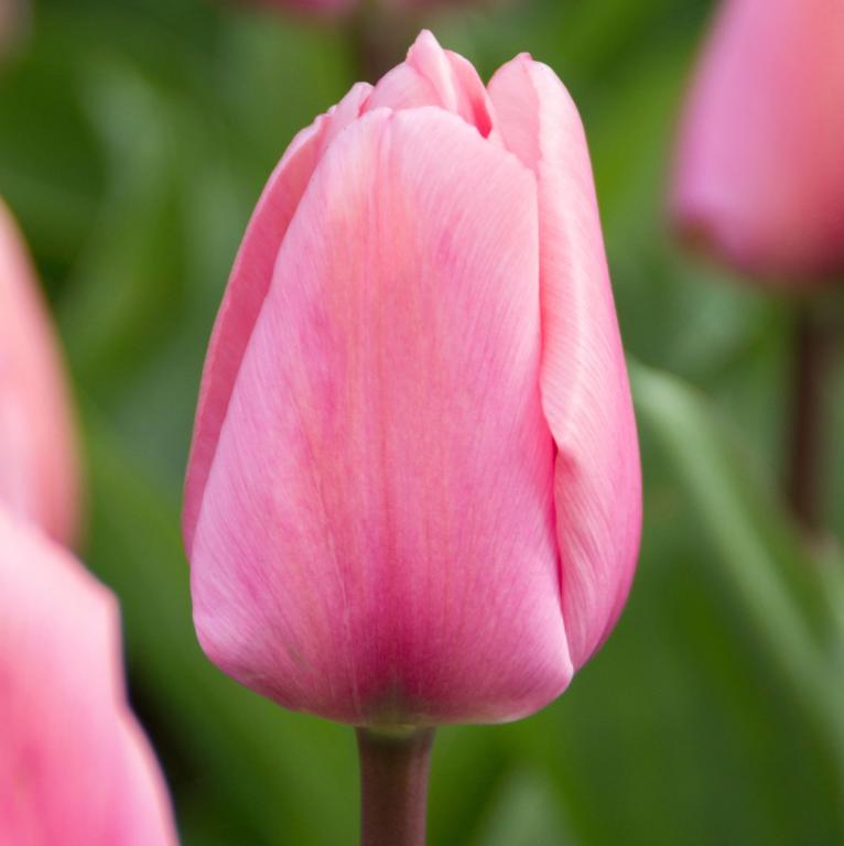 Tulipa Big Love