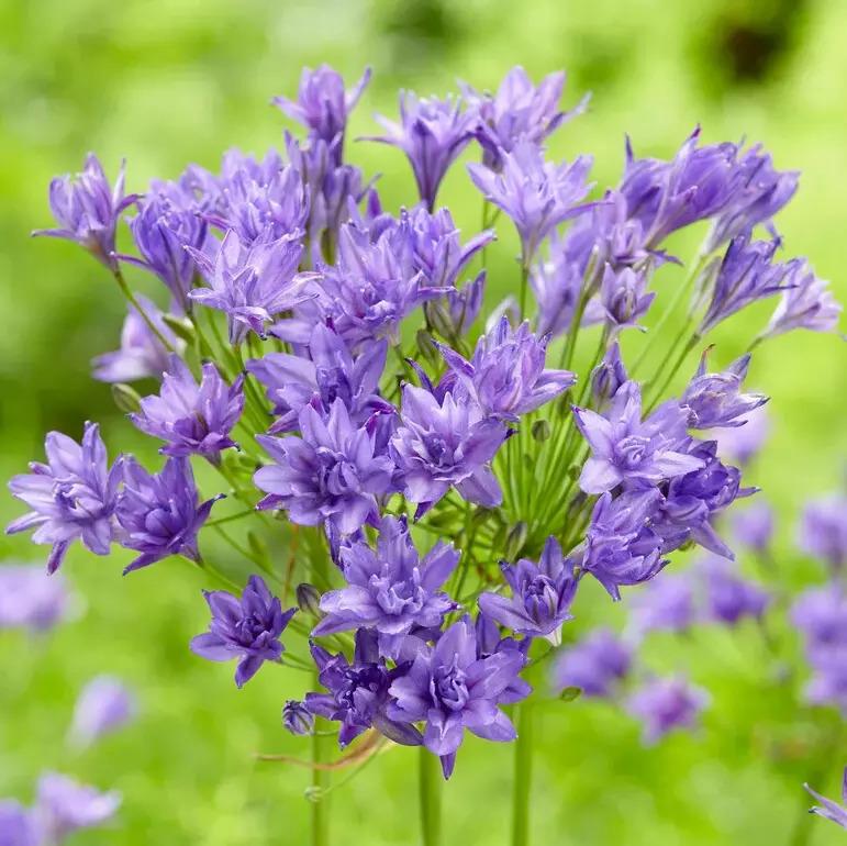 Triteleia Aqaurius