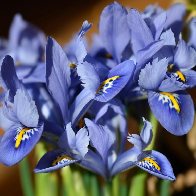Iris reticulata Alida
