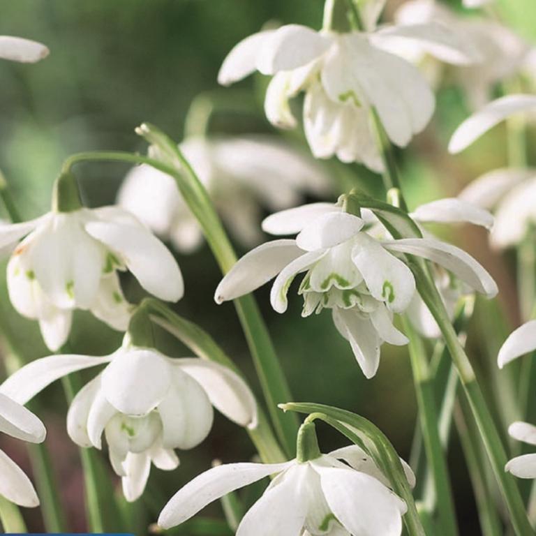 Galanthus Flore Pleno
