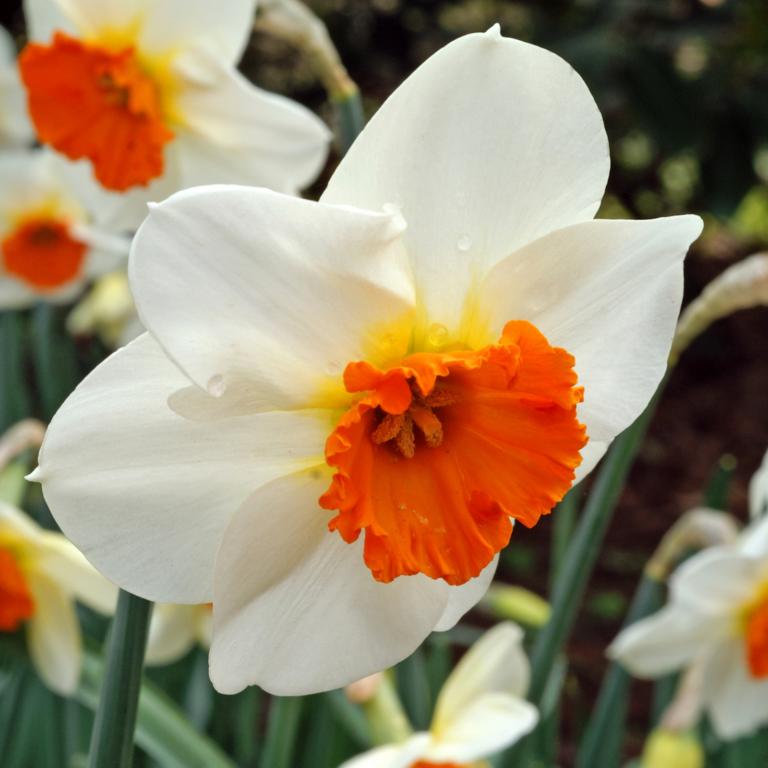 Narcissus Barret Browning