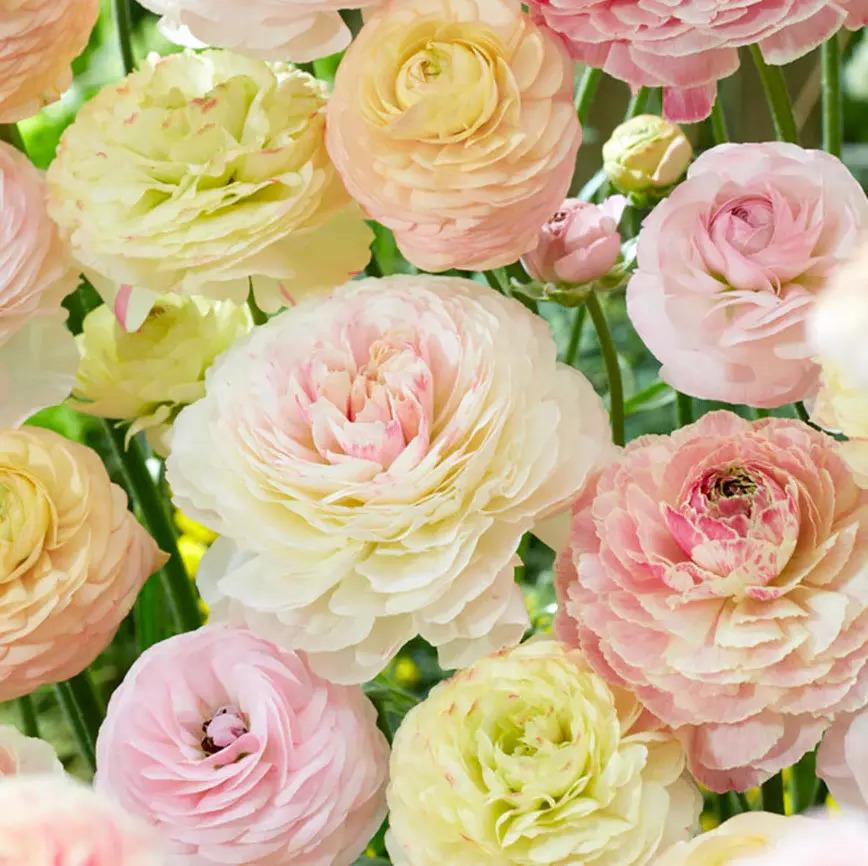 Ranunculus Pastel Mix