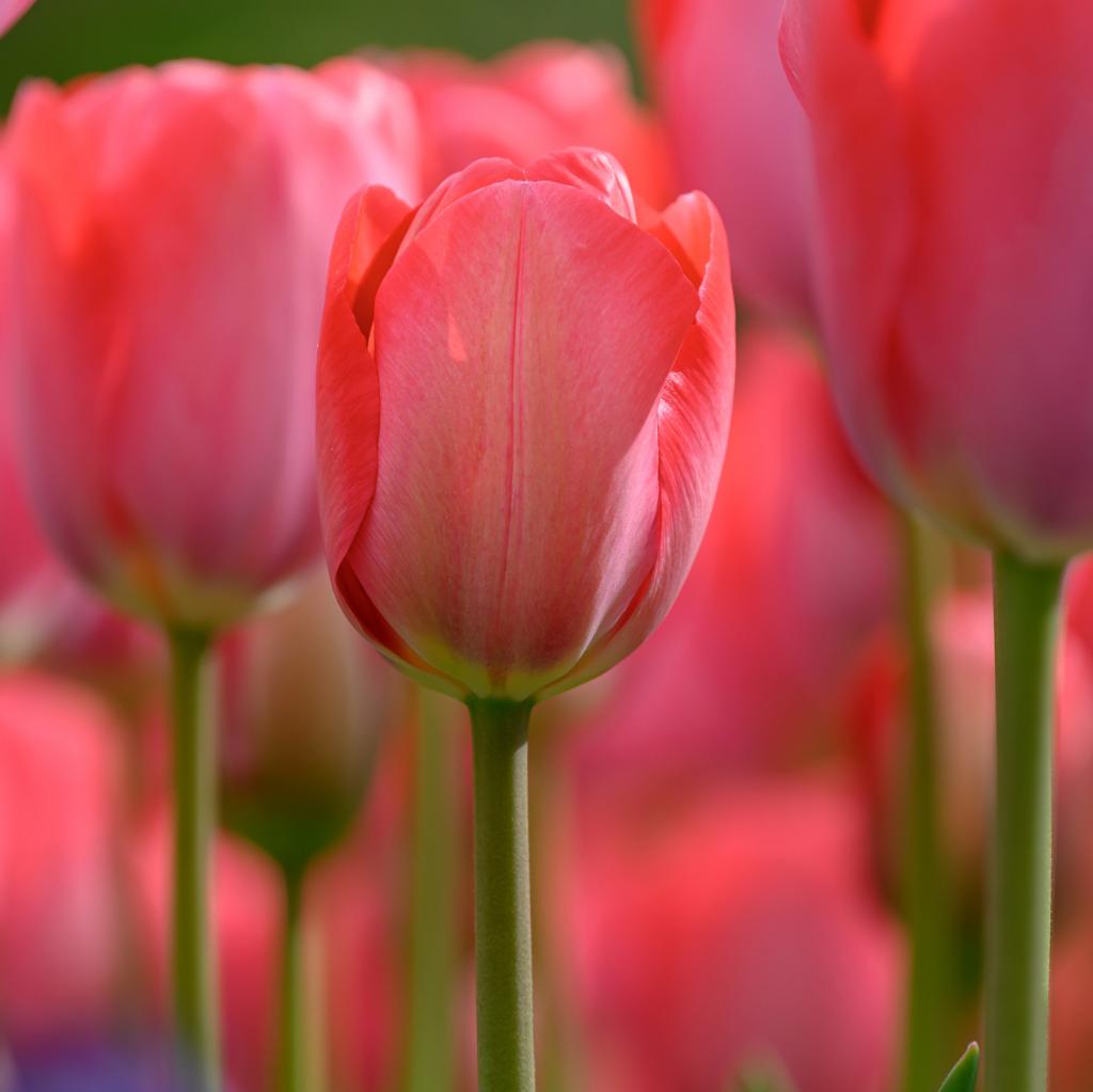Tulipa van Eijk