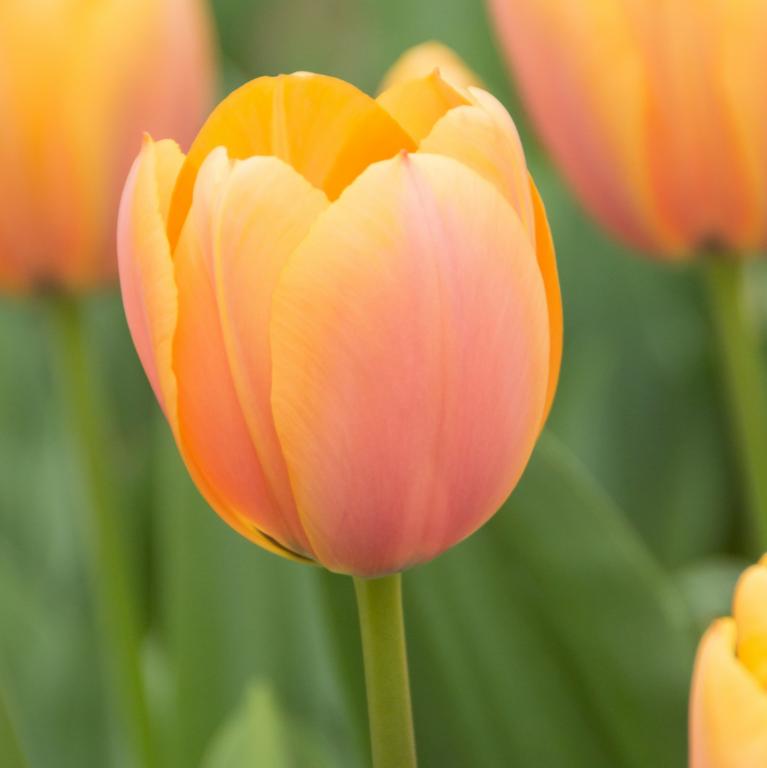 Tulipa Blushing Impression