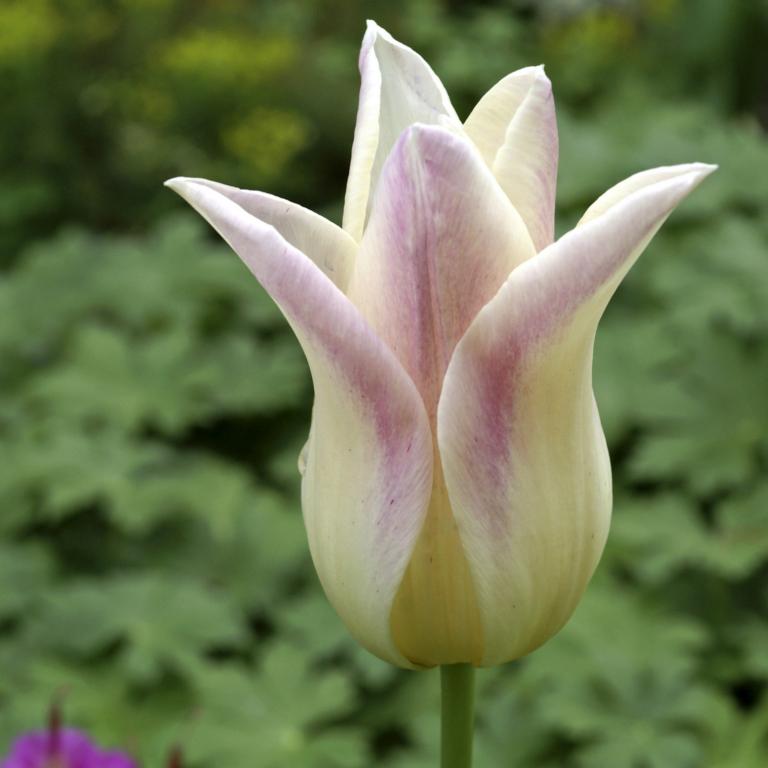 Tulipa Elegant Lady