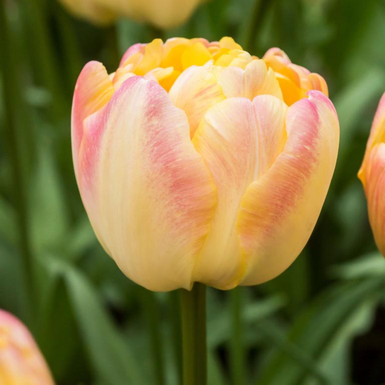 Tulipa Creme Upstar
