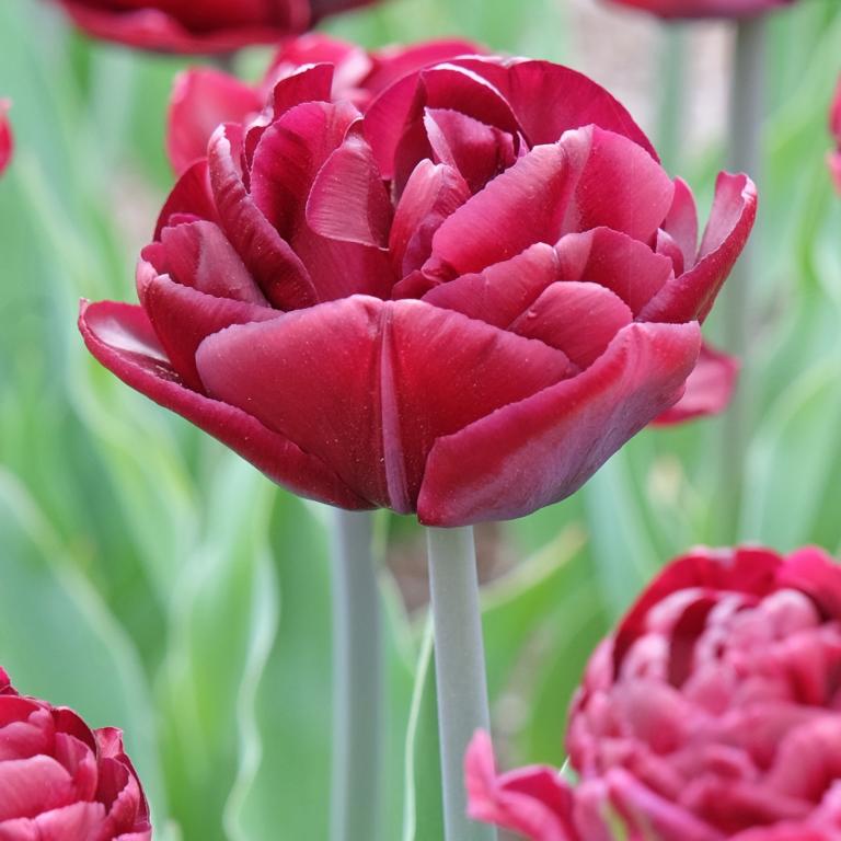Tulipa Canyon