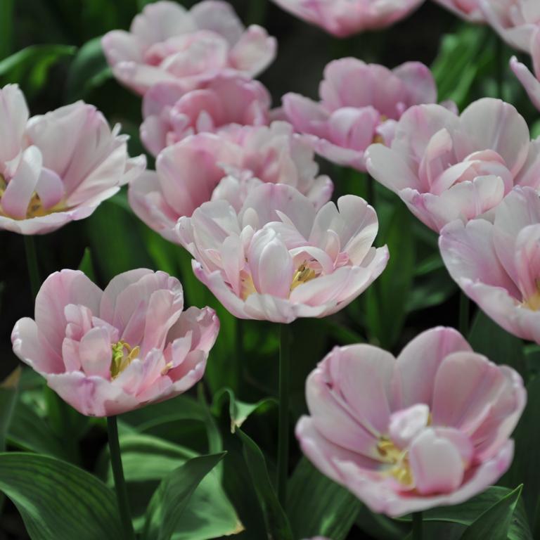 Tulipa Tabledance