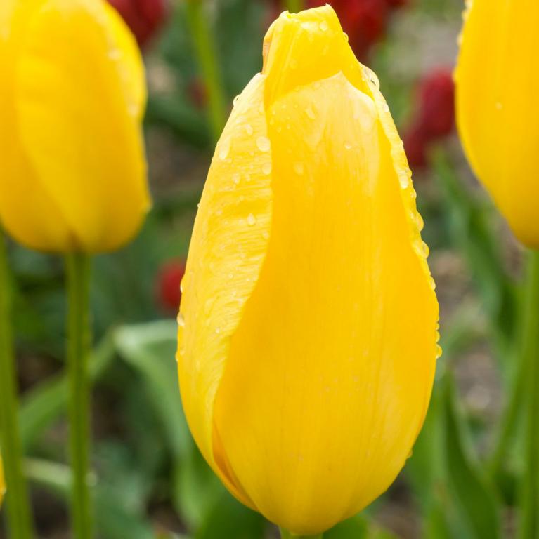 Tulipa Big Smile