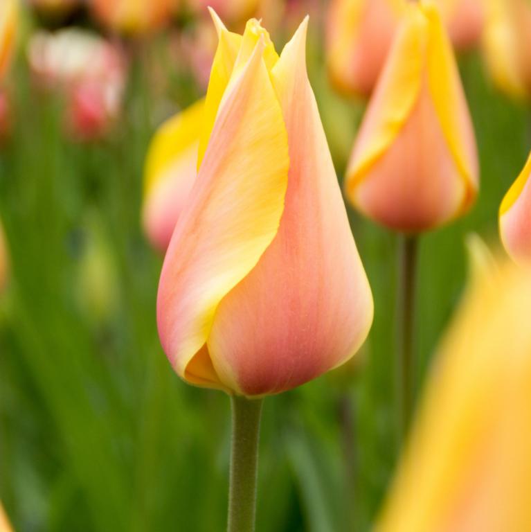 Tulipa Blushing Beauty