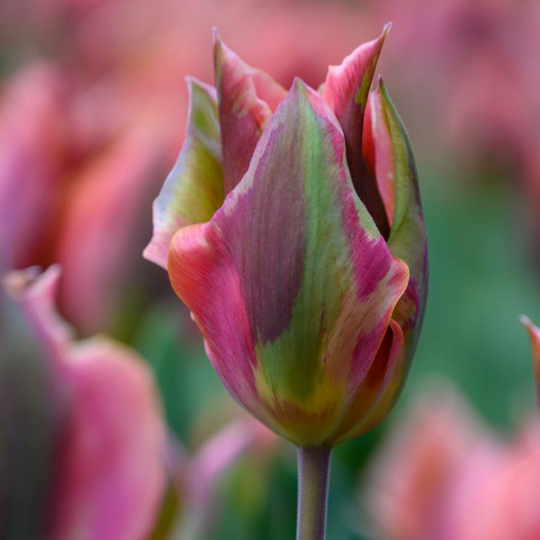 Tulipa Artist