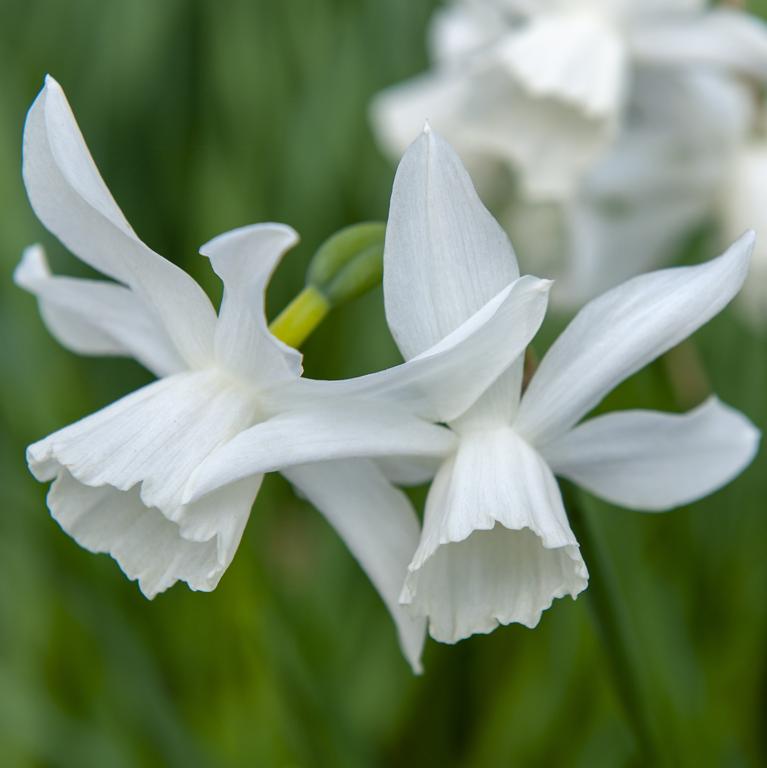 Narcissus Triandus Thalia