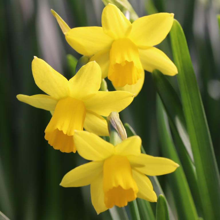 Narcissus Tete a Tete