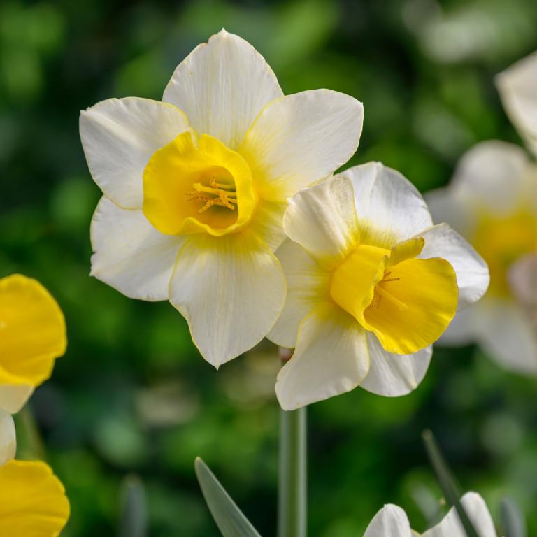 Narcissus Golden Echo
