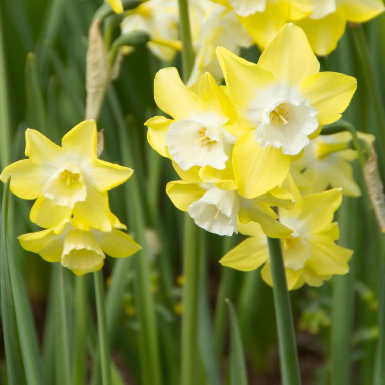 Narcissus Pipit
