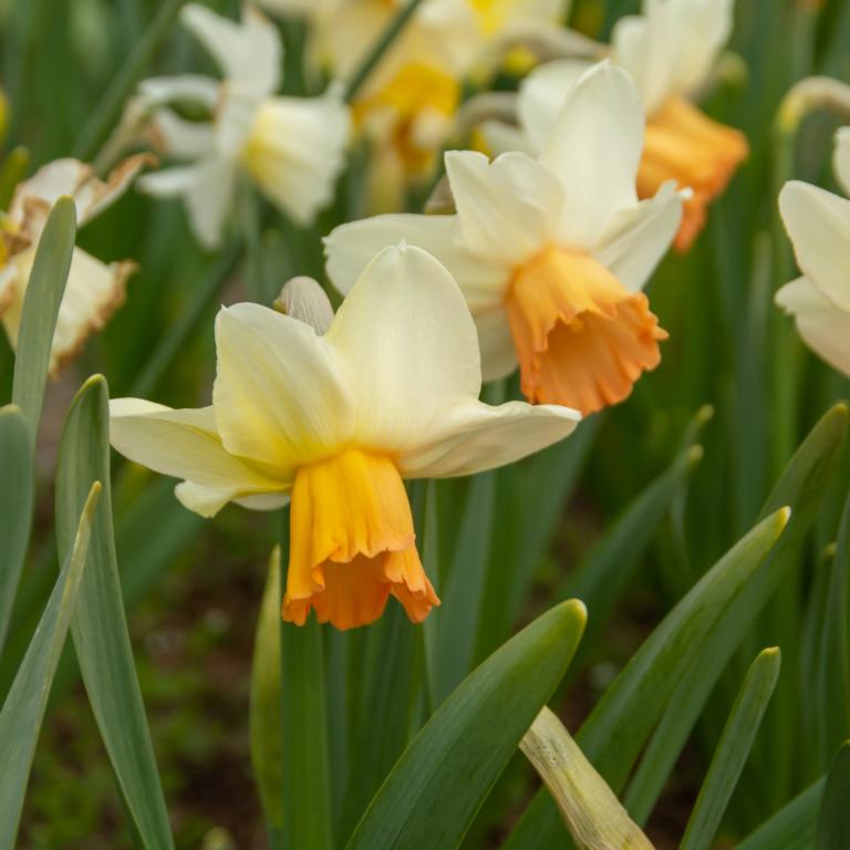 Narcissus Carice