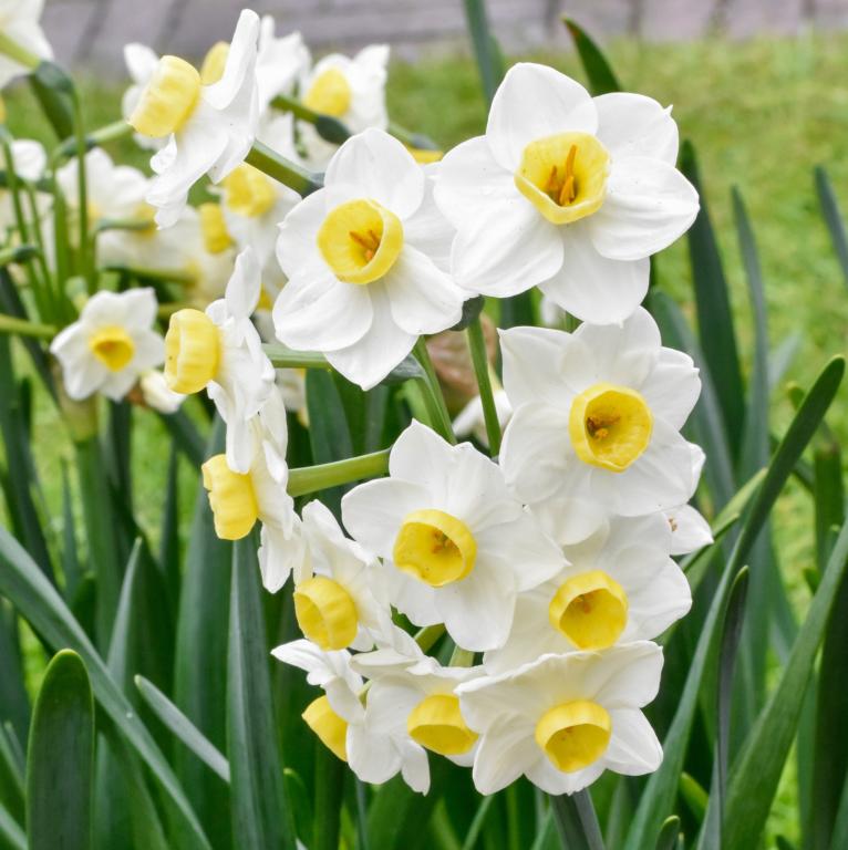 Narcissus Avalanche