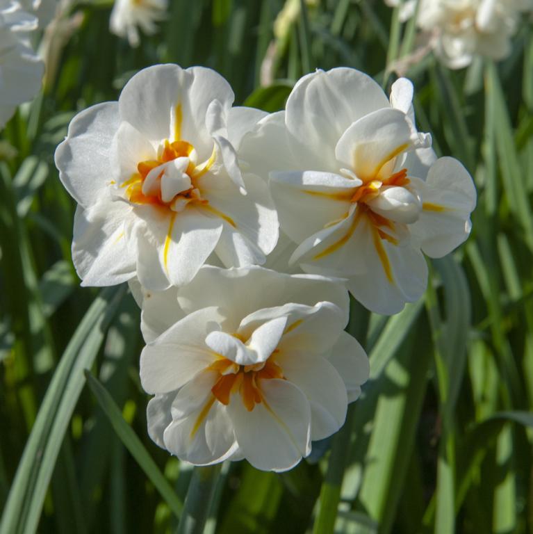Narcissus Sir Winston Churchill