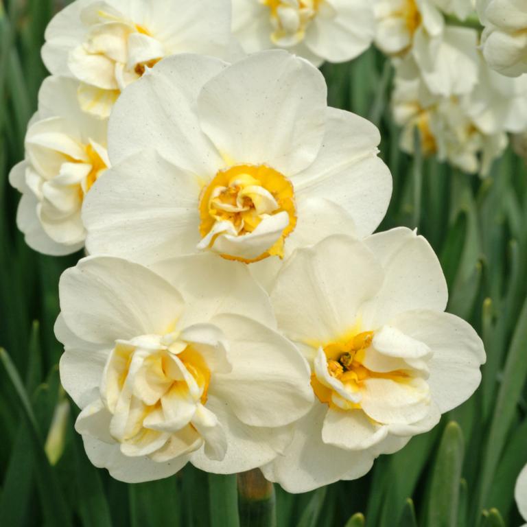 Narcissus Cheerfulness