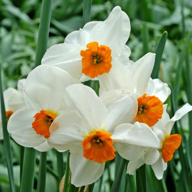 Narcissus Geranium