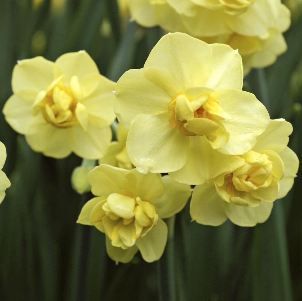 Narcissus Yellow Cherfulness