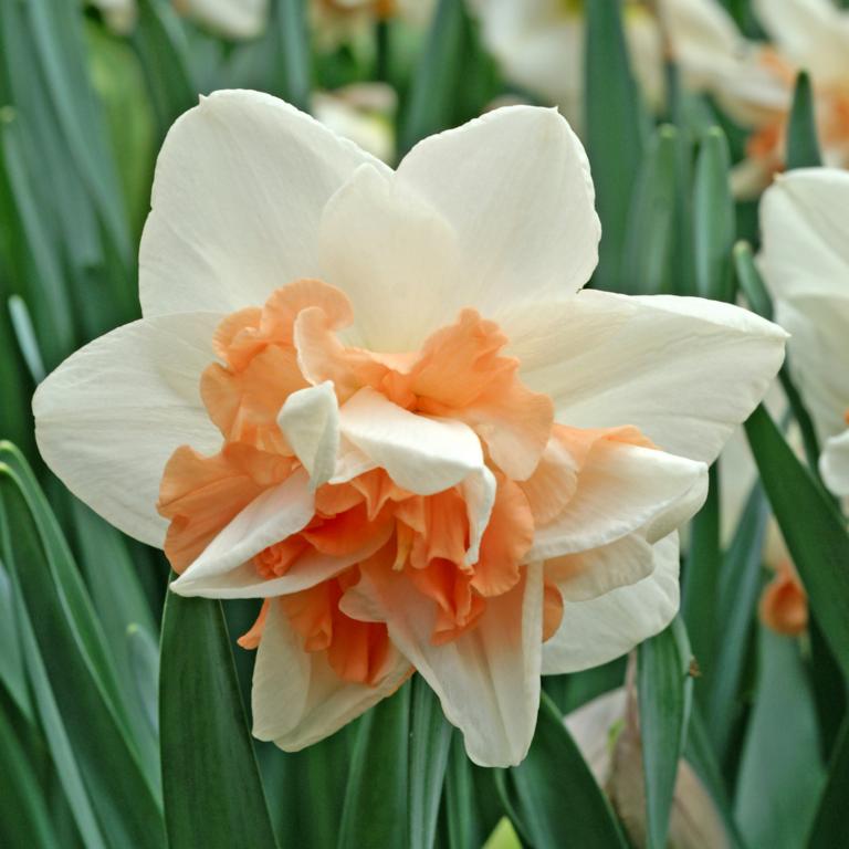 Narcissus Delnashaugh