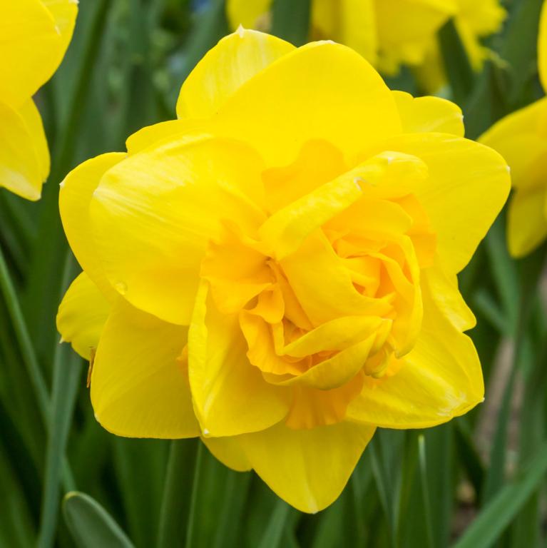 Narcissus Golden Ducat