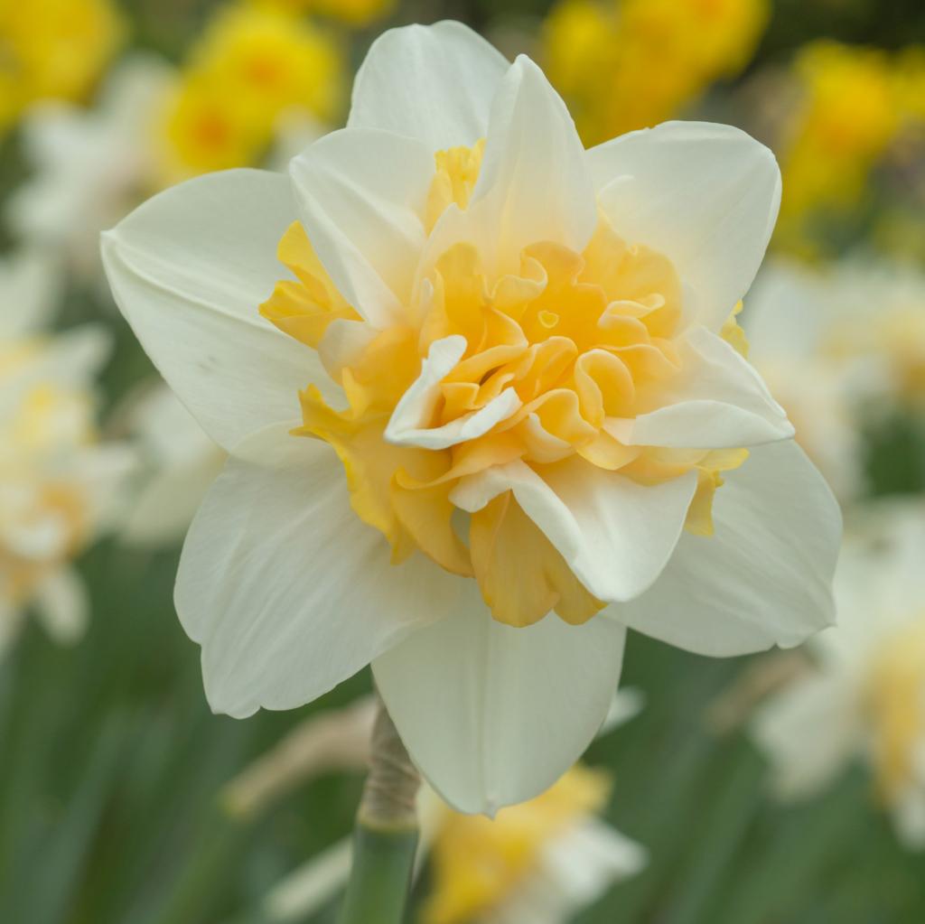 Narcissus Sweet Desire