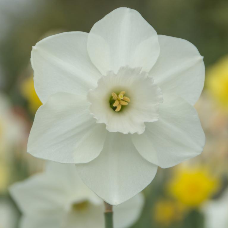 Narcissus Stainless
