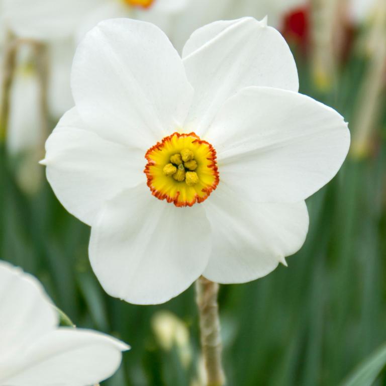 Narcissus Actaea