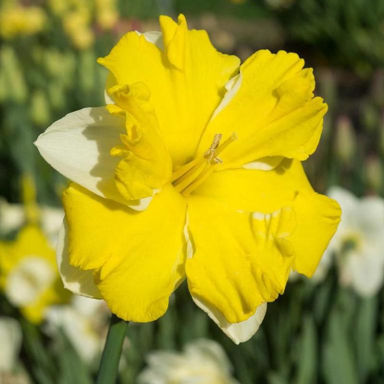 Narcissus Banana Daiquiri