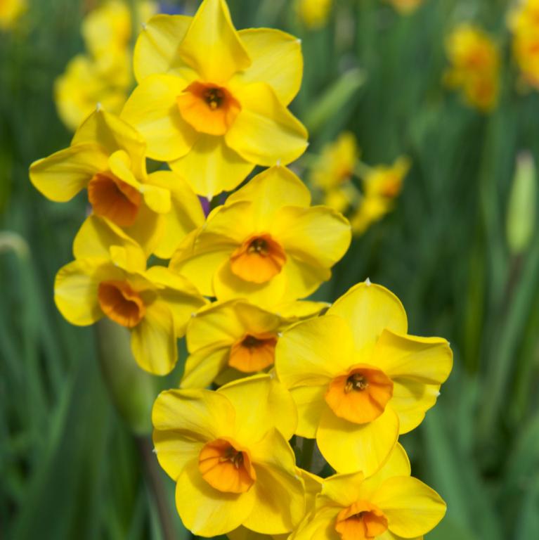 Narcissus Kedron
