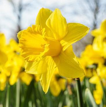 Narcissus Dutch Master