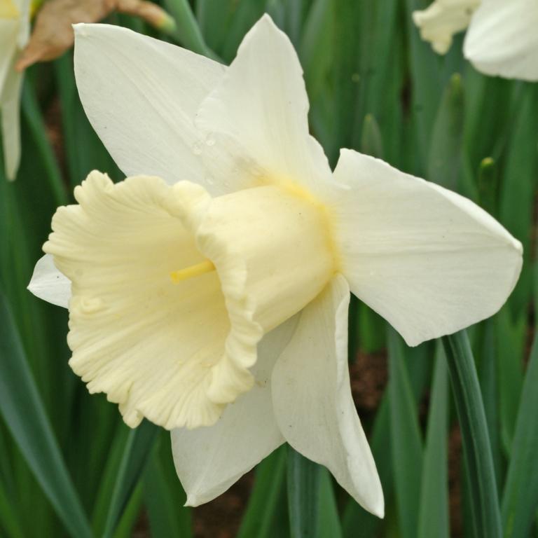 Narcissus Mount Hood